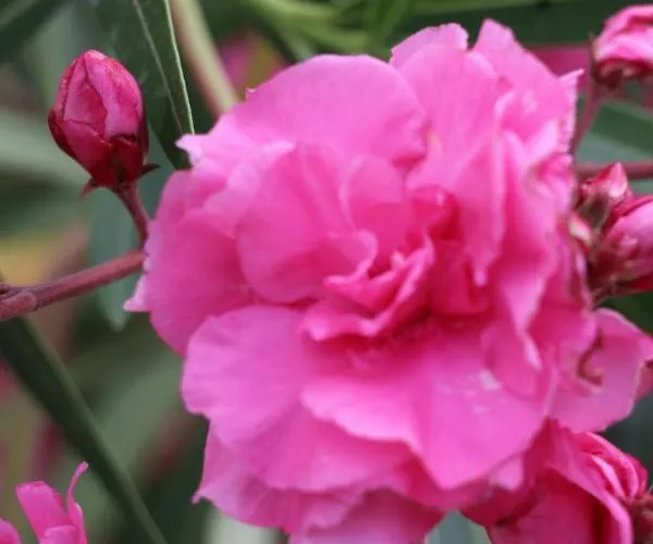 Spiros & Hiroko - Adults Only Hotel Perissa (Santorini)