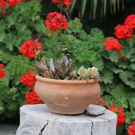 Spiros & Hiroko - Adults Only Hotel Perissa (Santorini)