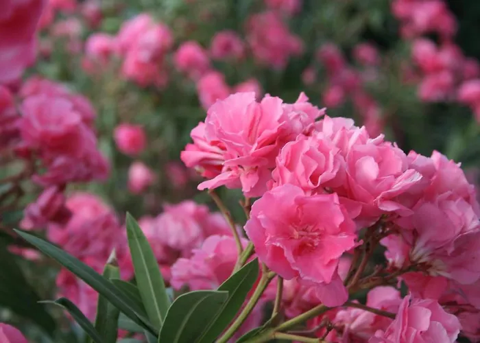 Spiros & Hiroko - Adults Only