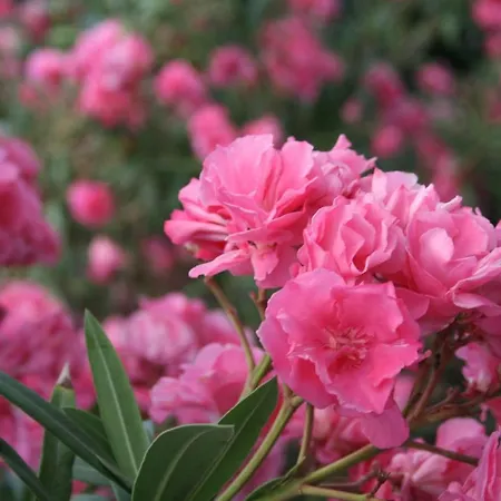 Spiros & Hiroko - Adults Only