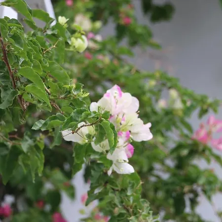 Spiros & Hiroko - Adults Only Hotel