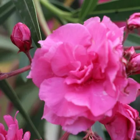 Spiros & Hiroko - Adults Only Hotel Perissa (Santorini)