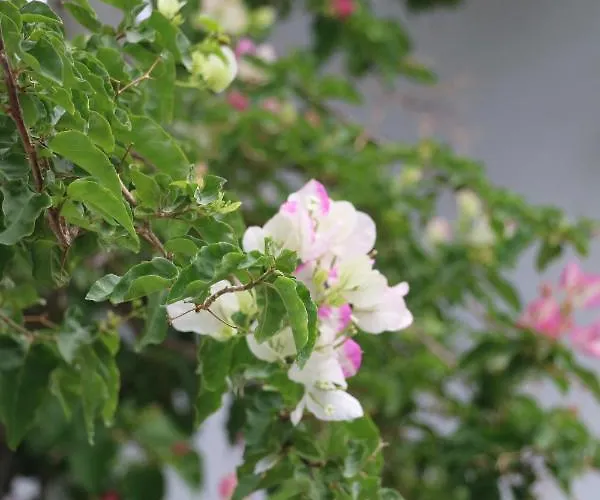 Spiros & Hiroko - Adults Only Hotel