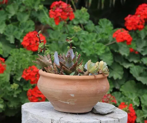 Spiros & Hiroko - Adults Only Hotell Perissa (Santorini)